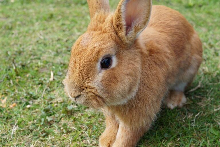 Rabbit next to a small dish of goat milk