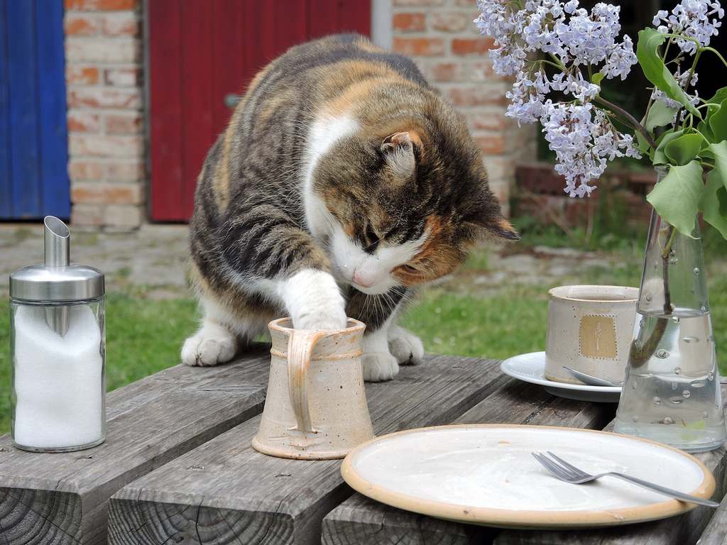 Cat sitting beside a bowl, curious about goat milk