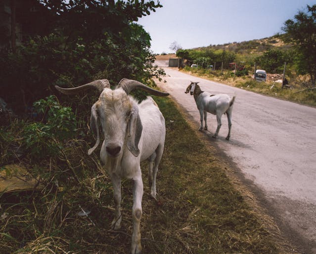 From Farm to Table: A Day Trip to Fernsedge Goat Dairy