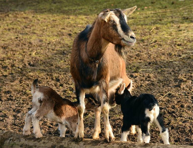 Herd of goats standing together in a sunny field