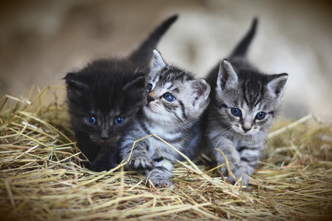 Can Pets Drink Goat Milk? A Complete Guide to Your Pet’s Relationship with Goat Milk