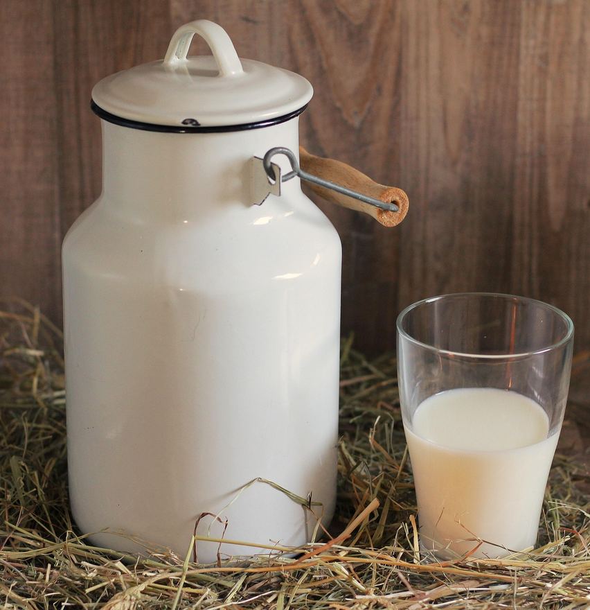 Traditional metal can filled with fresh goat milk